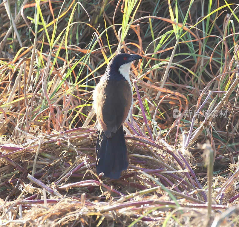 Blue-Headed Coucal